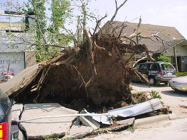 uprooted tree