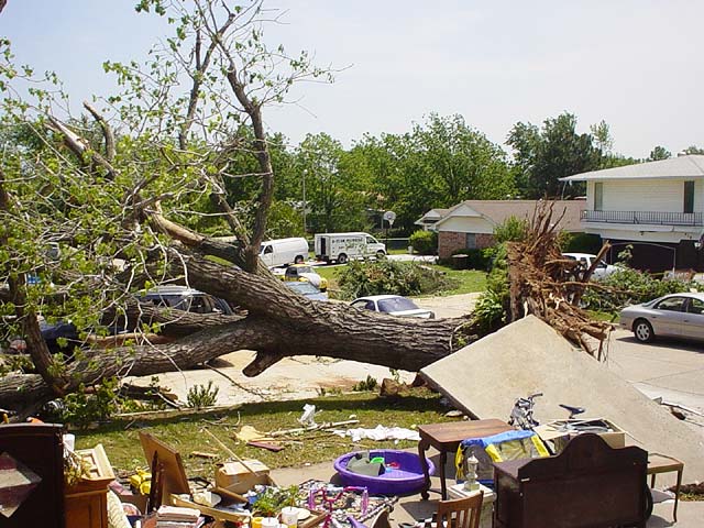 uprooted tree